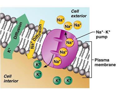 Sodium-potassium pump and ion gradients