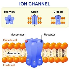 Ion channel structure and gating
