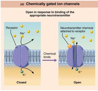 Chemically gated ion channel