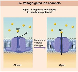 Voltage-gated ion channel