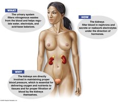 Diagram of urinary system functions and kidney location