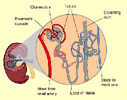 Nephron structure and urine formation pathway