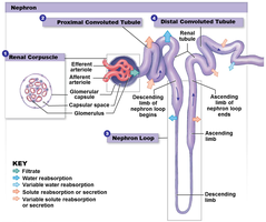 Detailed nephron anatomy