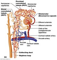 Renal corpuscle and associated capillaries