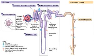 Nephron and collecting system
