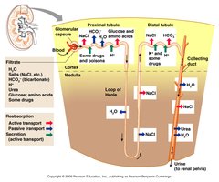 Filtration, reabsorption, and secretion diagram
