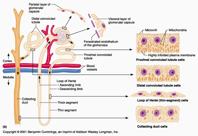 Urine formation and nephron function