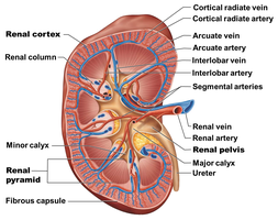 Detailed kidney anatomy with labeled regions