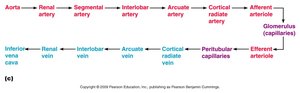 Blood flow pathway in the kidney