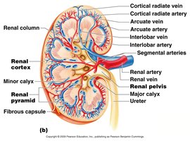 Blood flow pathway in the kidney