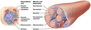 Comparison of generalized cell and muscle cell showing sarcolemma, sarcoplasm, myofibril, SR, mitochondrion, and nucleus