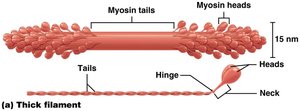 Thick filament structure showing myosin heads, tails, hinge, and neck