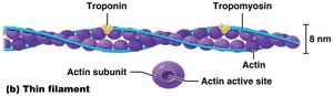 Thin filament with labeled actin, tropomyosin, and troponin
