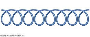 Elastic filament structure showing titin