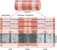 Sarcomere structure showing I band, A band, H zone, Z disc, and M line