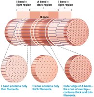 Sarcomere contraction showing band changes