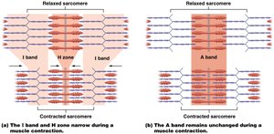 Sarcomere contraction showing narrowing of I band and H zone
