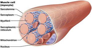 Muscle cell (myocyte) labeled with sarcolemma, sarcoplasm, myofibril, SR, mitochondrion, and nucleus