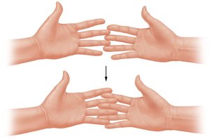 Hand model demonstrating sliding filament theory