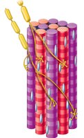 NMJ showing axon terminal, synaptic vesicle, motor end plate, and ACh receptors