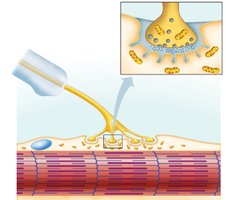 NMJ showing neurotransmitter release and synaptic cleft