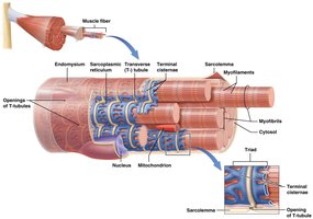 Muscle fiber showing sarcolemma, SR, T-tubule, terminal cisternae, triad, and myofibrils