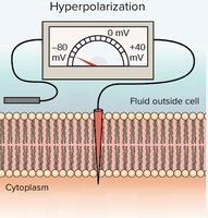 Resting membrane potential in muscle fiber