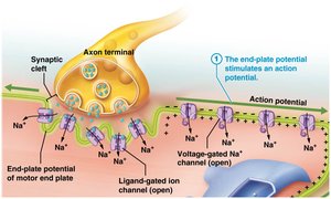 Gated ion channels in plasma membrane