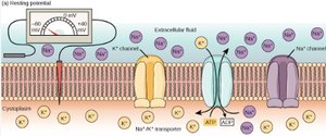 Action potential stages