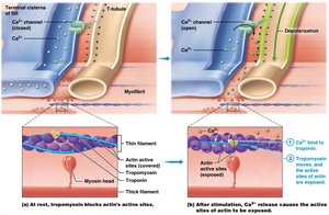 Ca2+ binding to troponin and tropomyosin movement