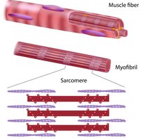 Muscle fiber, myofibril, and sarcomere organization