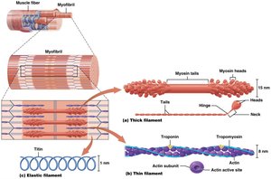 Thick, thin, and elastic filaments with their protein components
