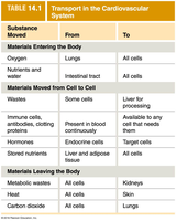 Transport in the Cardiovascular System