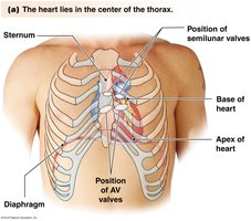 Heart position in thorax