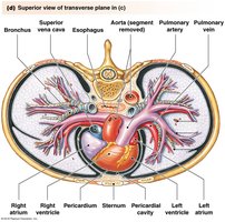 Superior view of heart in transverse plane