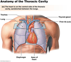 Heart in thoracic cavity