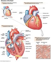 Structure of the heart