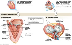 Ventricular contraction and AV valve position