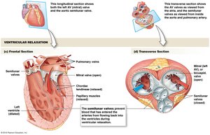 Ventricular relaxation and semilunar valve position