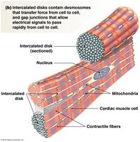 Intercalated disks in cardiac muscle