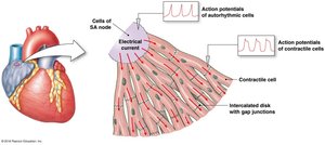Electrical conduction in heart muscle