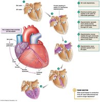 Conduction system of the heart
