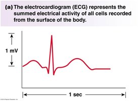 Electrical events of the cardiac cycle