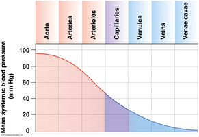 Mean systemic blood pressure across vessel types