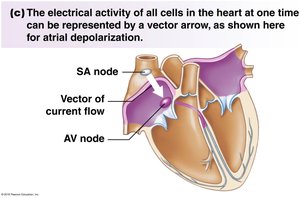 Einthoven's triangle for ECG