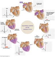 ECG waves and segments
