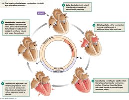Electrical events of the cardiac cycle