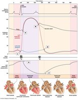 Heart cycle: contraction and relaxation