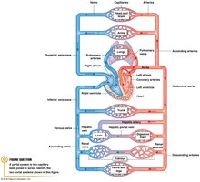 Systemic and pulmonary circuits diagram