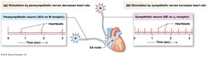 Autonomic control of heart rate